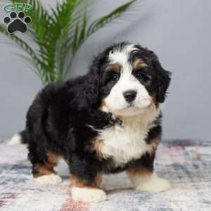 Dreamer, Mini Bernedoodle Puppy